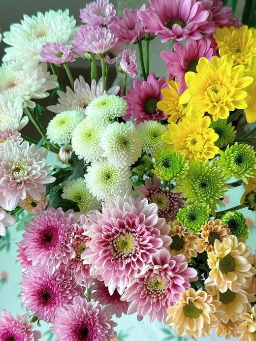 精选花材广州本地混色小雏菊10支 商品图2