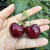 本地有机种植的美早大樱桃，保证不打膨大剂，不打甜蜜素，不用钾肥，当日采摘，味道浓郁成熟度高！500克/盒 商品缩略图3