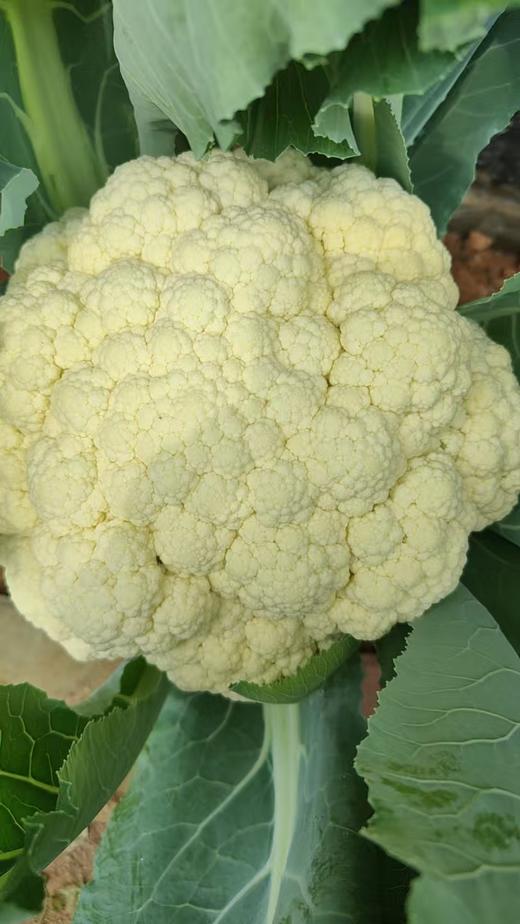 鸿翠园 有机花菜 商品图13