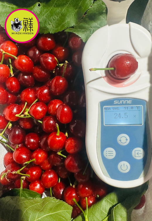 📦全国发【春季限定20天】攀枝花米易玛瑙红小樱桃🍒（喵菓基地顺丰空运包邮） 商品图5