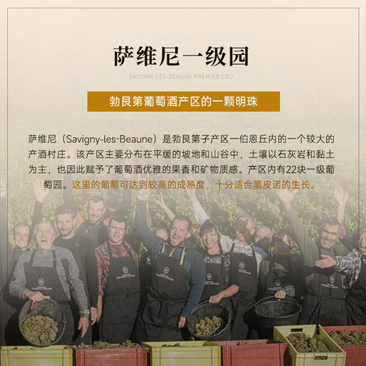 【萨维尼一级园】慕妮思勃艮第一级园干红 荣获四大金奖  24月全新橡木桶陈酿 65年藤木酿造 法国进口 14%vol 商品图2