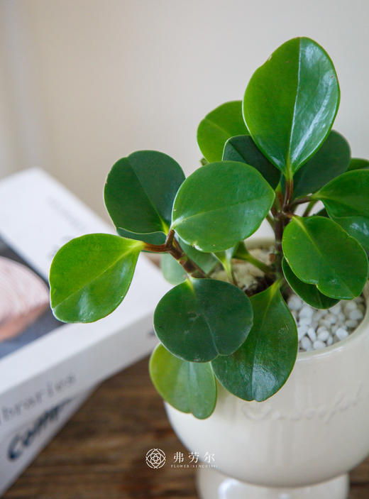 碧玉盆栽 商品图1