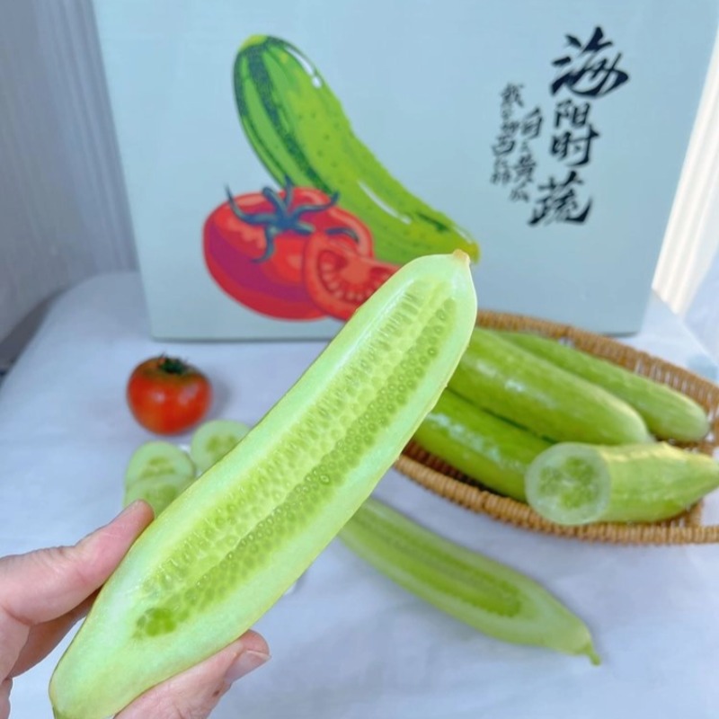 【京东快递】海阳白玉黄瓜 百年历史 地理商标 低卡脆甜 来自神奇黄金北纬37° BNXNY