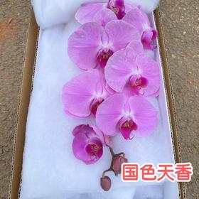 兰花 | 蝴蝶兰国色天香（可能有轻微瑕疵不售后，介意慎拍）