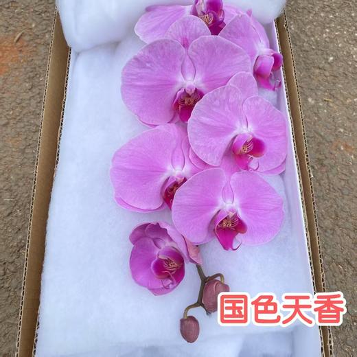 兰花 | 蝴蝶兰国色天香（可能有轻微瑕疵不售后，介意慎拍） 商品图0