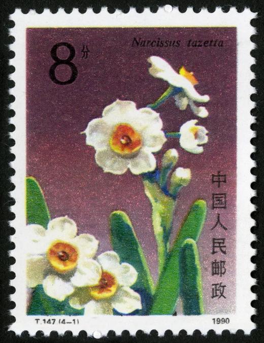 T147《水仙花》1990年 商品图1
