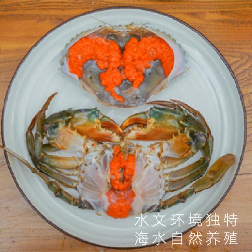 湛江膏蟹鲜活大青蟹满满红膏鲜捕直达 商品图2