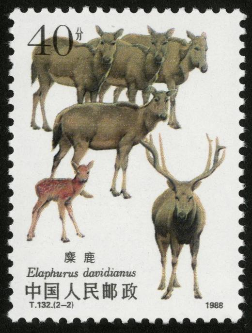 T132《麋鹿》1988年 商品图2