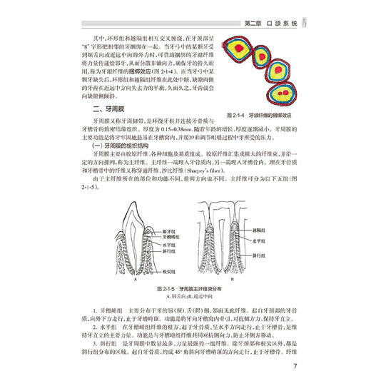 优牙合理论与技术 第2二版 原双斌 主编 高等职业教育创新教材 供口腔医学技术专业用 口腔科学 人民卫生出版社9787117374002 商品图4