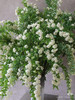 小手球昆明花好质量 商品缩略图0