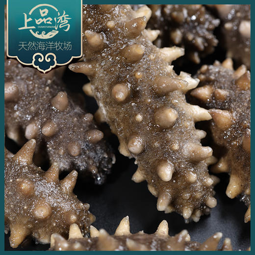 【北京卫视专享】辽宁大连鲜食高压普口海参500g装5~8头 商品图1