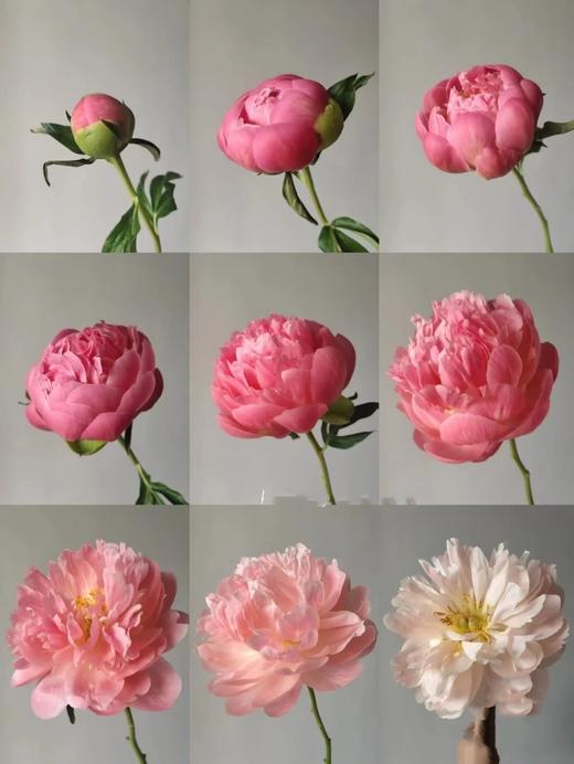 新西兰进口西瓜红落日珊瑚芍药花 商品图13