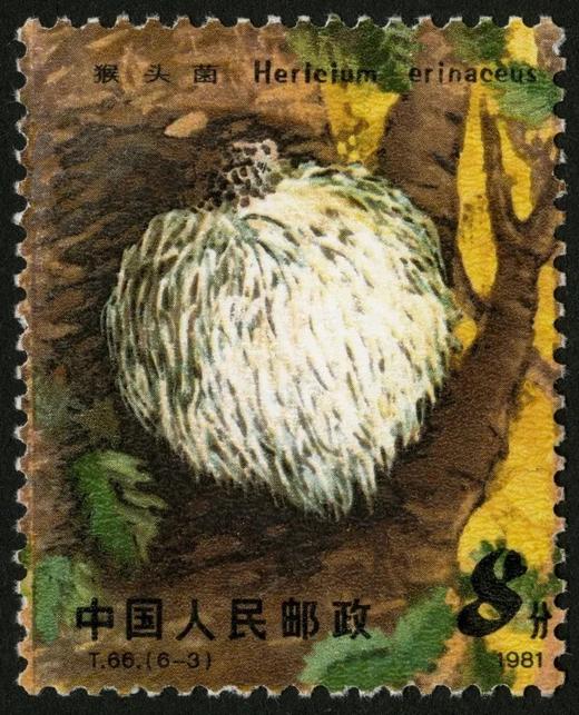 T66《食用菌》1981年 商品图3