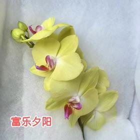 兰花 | 蝴蝶兰富乐夕阳（可能有轻微瑕疵不售后，介意慎拍）