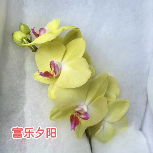 兰花 | 蝴蝶兰富乐夕阳（可能有轻微瑕疵不售后，介意慎拍） 商品图0