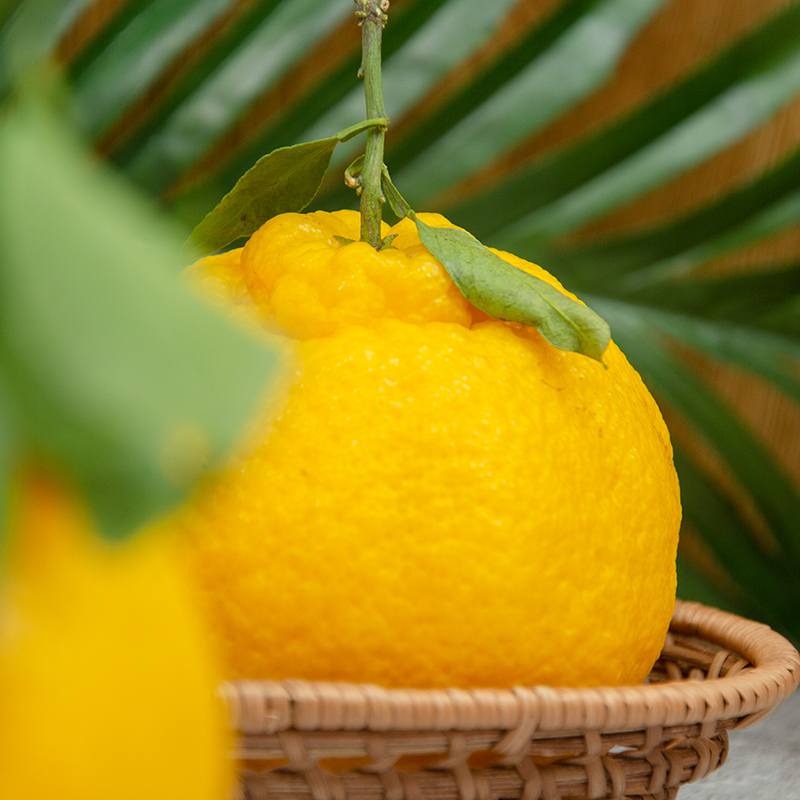 柠檬不知火 水嫩多汁爽口不腻