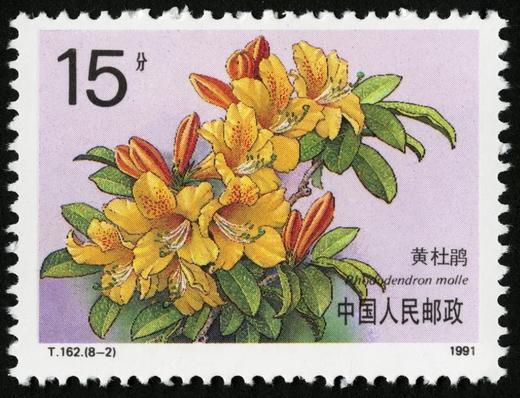 T162《杜鹃花》1981年 商品图2