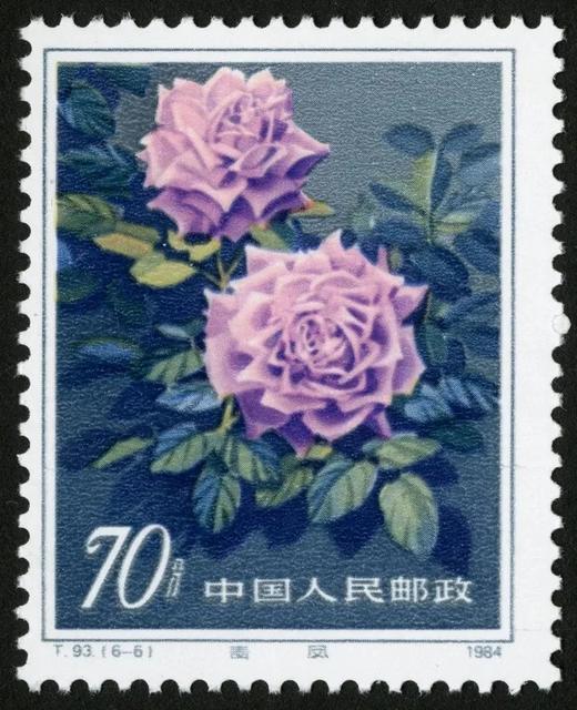 T93《月季花》1984年 商品图6
