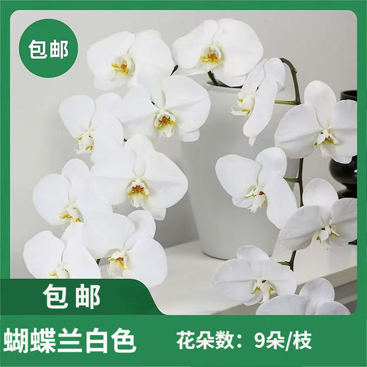 蝴蝶兰 商品图0