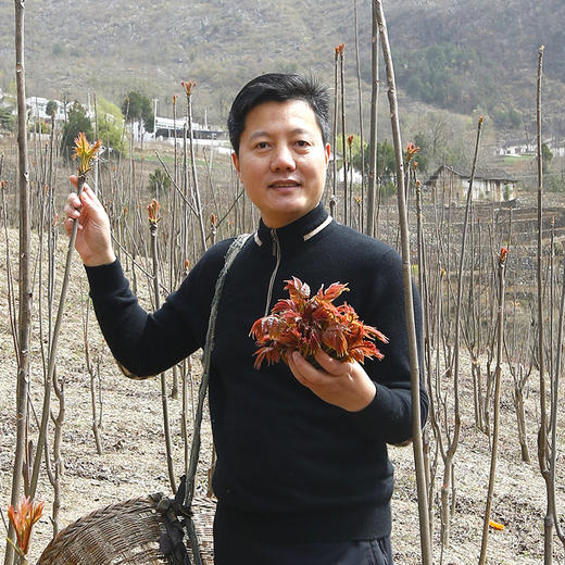 山阳秦岭香椿现摘现发1/3斤顺丰冷链/京东生鲜 商品图4