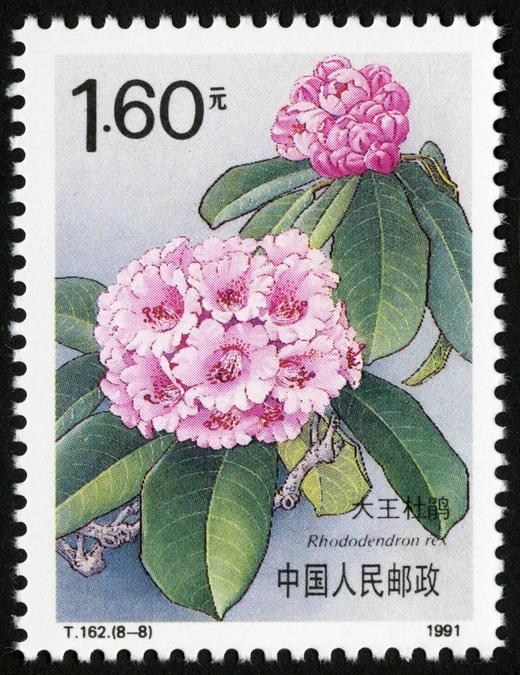 T162《杜鹃花》1981年 商品图8