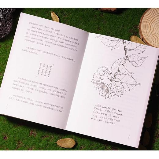 自然会有答案 灵儿姐姐林语尘传统文化中式美学手绘博物散文随笔 商品图4