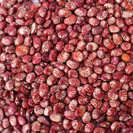 【食品】斑马豆肾形豆新货云南农家自种花芸豆红花豆子500克/袋 商品图3