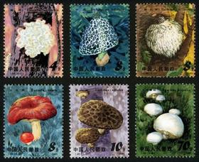 T66《食用菌》1981年