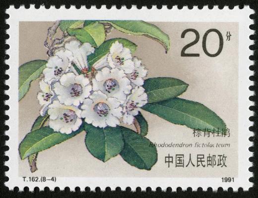 T162《杜鹃花》1981年 商品图4