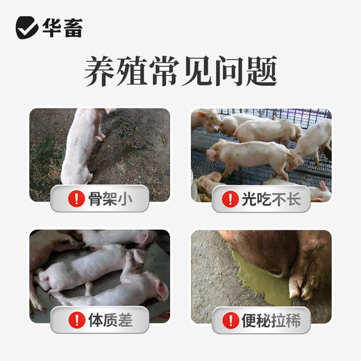 华畜4%生长育肥猪预混料猪肽能长仔猪饲料小猪生长猪催肥育肥饲料 商品图2