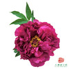 牡丹-墨润绝伦 5枝1扎 商品缩略图0