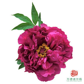 牡丹-墨润绝伦 5枝1扎