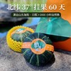 【京东快递】惠和一号贝贝南瓜 果蔬界小网红 果蔬代餐 个头小巧 粉糯香甜 宝宝辅食 减肥代餐ANXNY 商品缩略图0