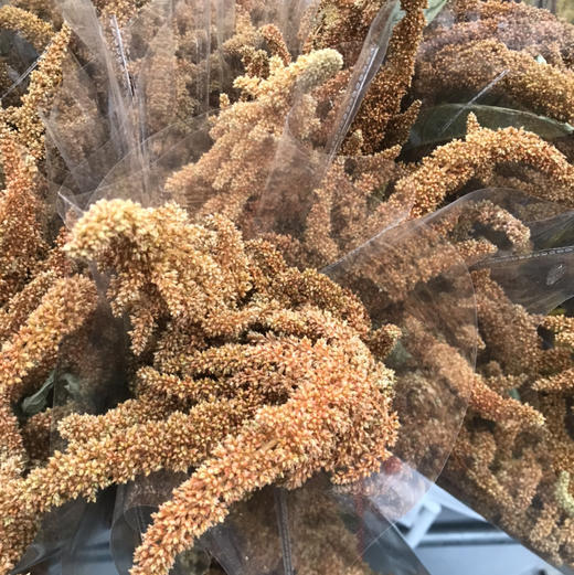 橙小米 商品图1