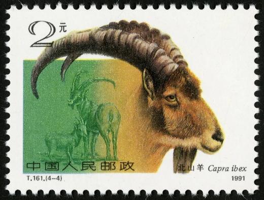 T161《野羊》1991年 商品图4