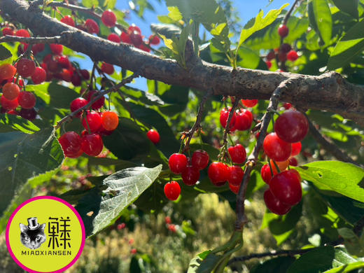📦全国发【春季限定20天】攀枝花米易玛瑙红小樱桃🍒（喵菓基地顺丰空运包邮） 商品图6