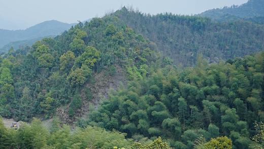 碧云禅茶（纸包装） 春日第一鲜，明前碧云龙井茶，“鲜掉眉毛” 125g 商品图8