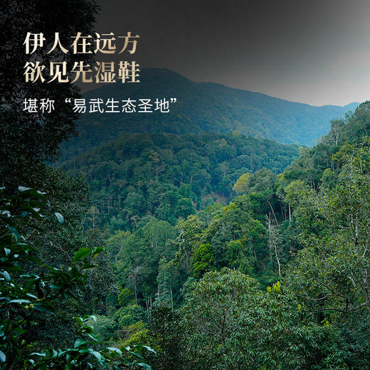 【2025年春茶】【铜箐河】2025年乙巳蛇年生肖纪念饼重磅来袭！生肖茶饼界的无敌断货王，店铺必囤产品，选它准没错！357克/饼 商品图9