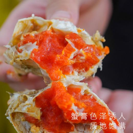 湛江膏蟹鲜活大青蟹满满红膏鲜捕直达 商品图3