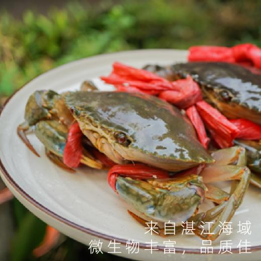 湛江膏蟹鲜活大青蟹满满红膏鲜捕直达 商品图1