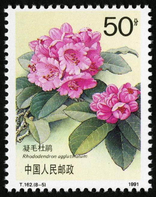 T162《杜鹃花》1981年 商品图5