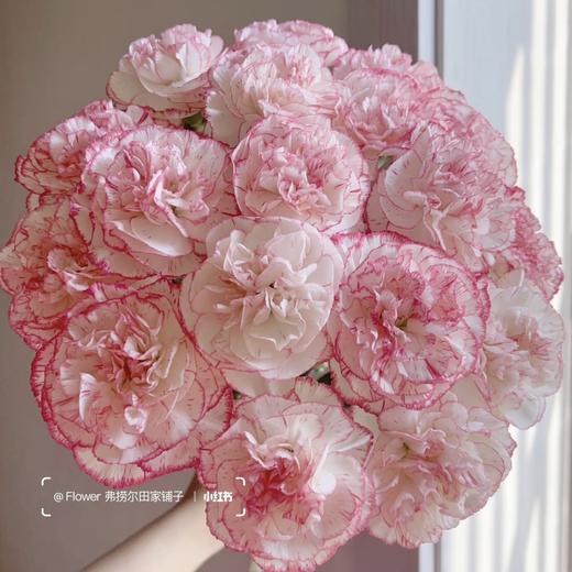 【洛神赋】单头康乃馨-粉色系-伊人 10枝  | 新客福利 商品图2