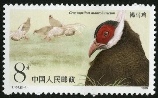 T134《褐马鸡》1989年 商品图1