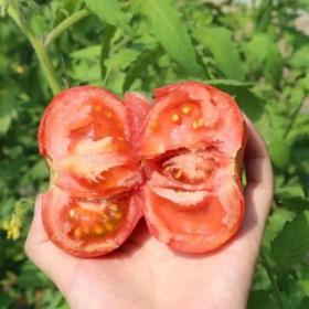 【京东快递】京彩高糖番茄 西红柿极品 春日新宠 现摘现发 每日新鲜 - ANXNY