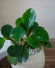 碧玉盆栽 商品缩略图2