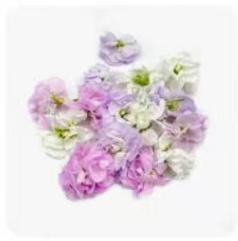 多色紫罗兰5g*1盒 商品图0