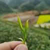 碧云禅茶（纸包装） 春日第一鲜，明前碧云龙井茶，“鲜掉眉毛” 125g 商品缩略图6