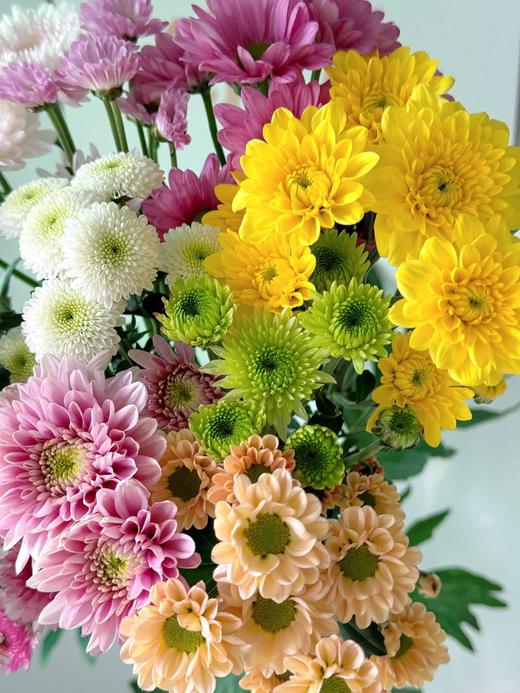 精选花材广州本地混色小雏菊10支 商品图8