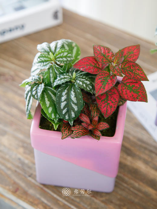 方盆组合盆栽 商品图1