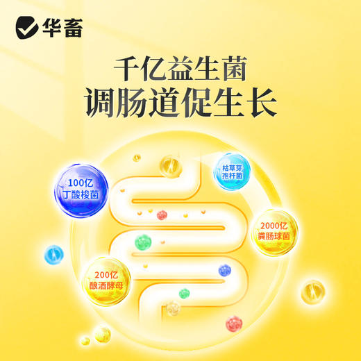 华畜4%生长育肥猪预混料猪肽能长仔猪饲料小猪生长猪催肥育肥饲料 商品图1